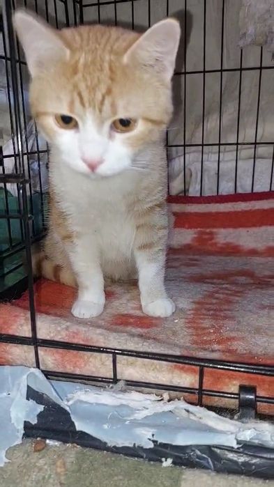 Отдам рыжего котенка, мальчик, 6 месяцев, кастрирован