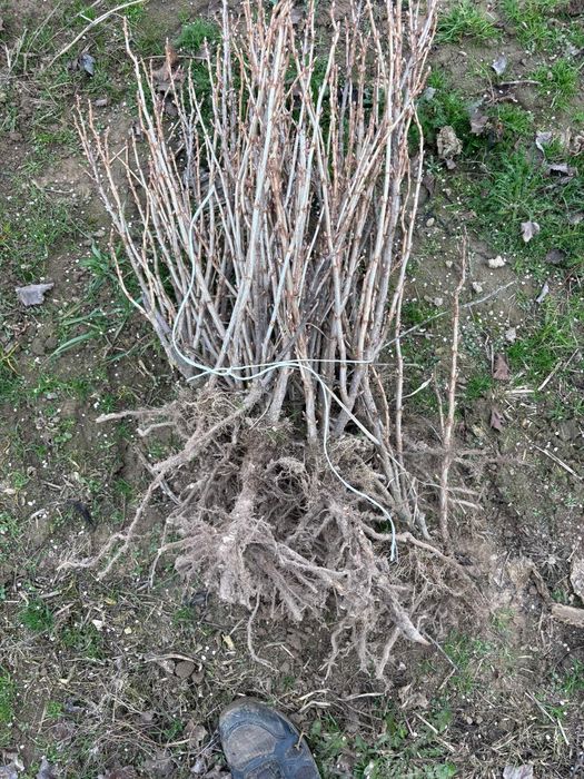 Sadzonki Porzeczki czarnej