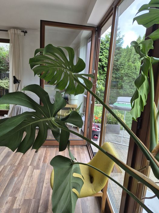 Duża  efektowna Monstera