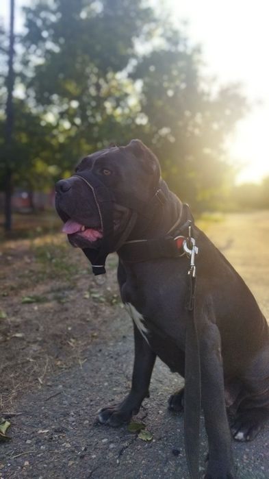 Цуценята КАНЕ КОРСО 2 місяці.