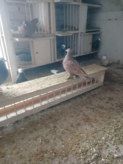 Gołębie wywrotki wschodniopruskie