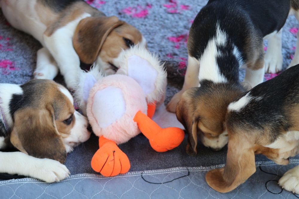 Лучшие мальчики бигля окраса триколор