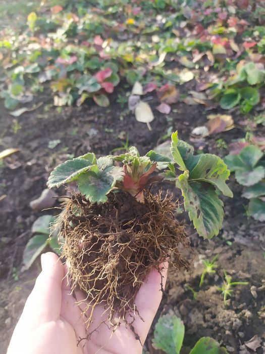 Продаю саджанці полуниці