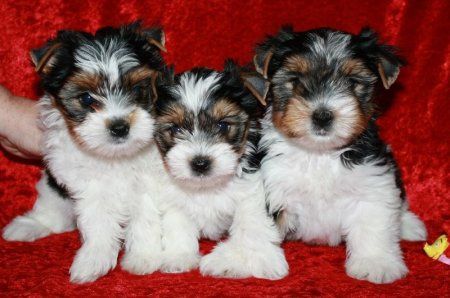 Бивер Йорк мальчик и девочка