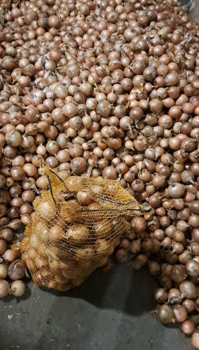 Cebula z własnego gospodarstwa