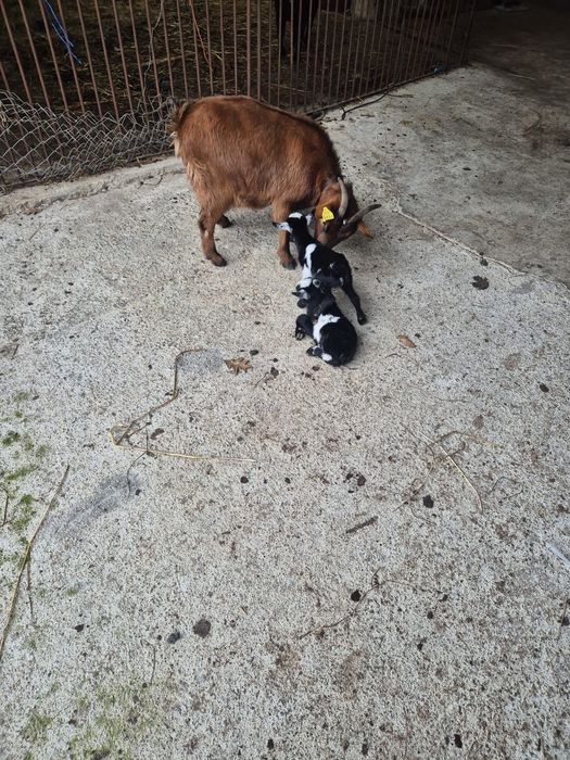 Cabras anãs boa qualidade
