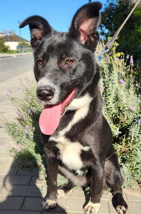 Собака,  Мишель 1год, стерилизована