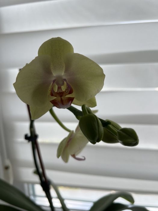 Орхідея лимонного кольору