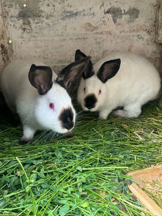 Królik kalifornijski
