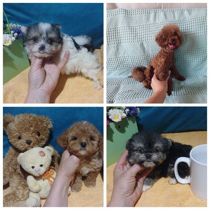 Той пуделя. Мини мальти-пу. Тип мишка.