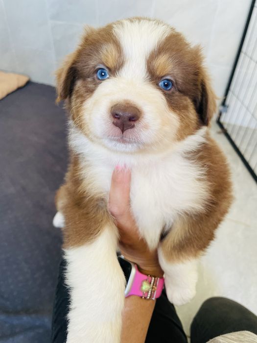 Pastor australiano com olhos azuis