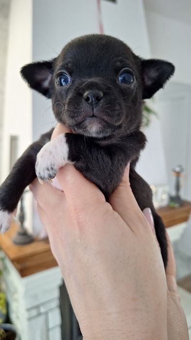 REZERWACJA !!!Czarna sunia Chihuahua