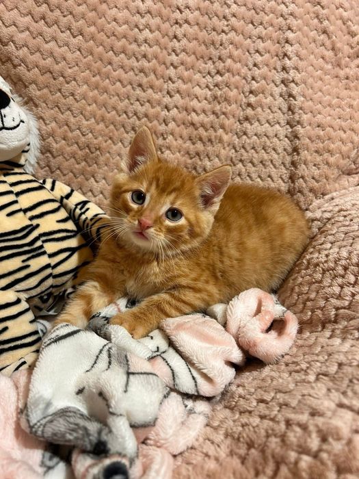 Cudowny, młody kocurek - do adopcji na dokocenie bądz w 2paku!