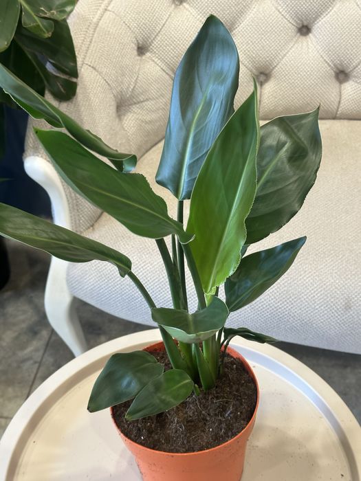 Стреліція Регіна королівська h 65 см на дві рослини