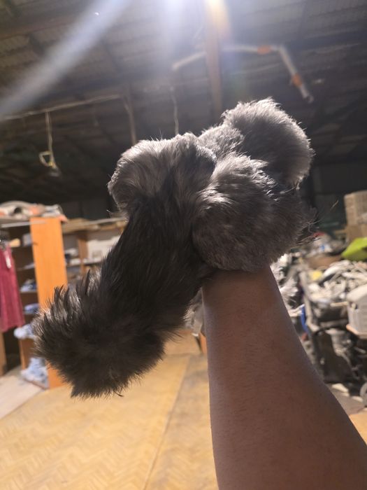 Kury silki kury rose kury araukany pisklaki araukany