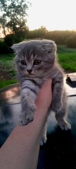 Котик Scottish Fold
