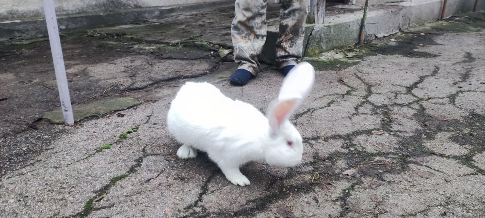 Продам кроликів фландр