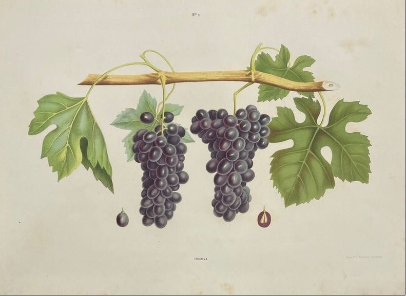 ampelographia do Douro