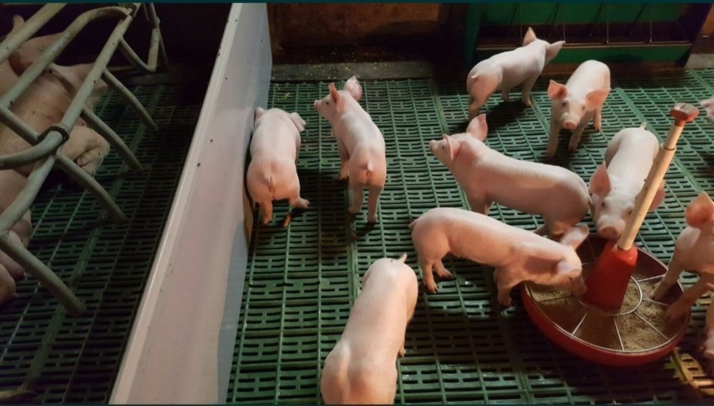 Продам поросята на відгодівлю()