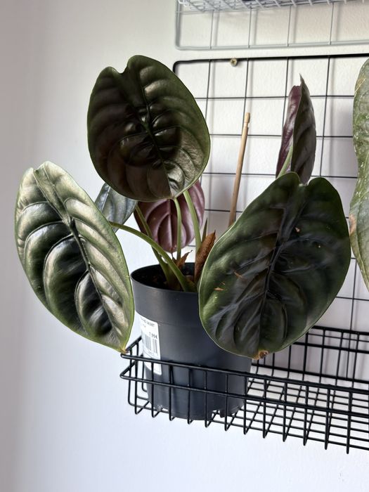 Alocasia Cuprea Red Secret
