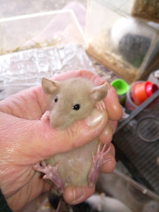 Декоративные цветные крыски