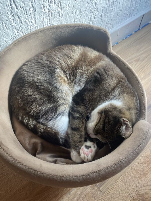 Jumper wykastrowany kocur