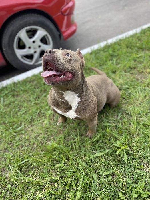 Американський Булли