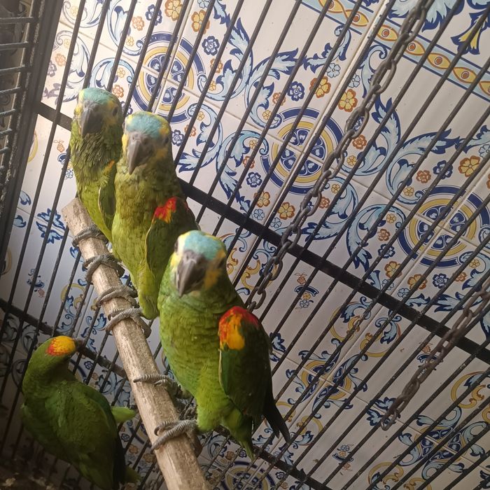 Papagaios Amazonas Aestivas