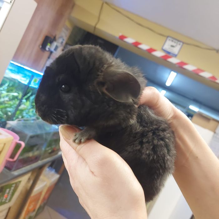 Szynszyle standard , białe oraz bleck ebonay