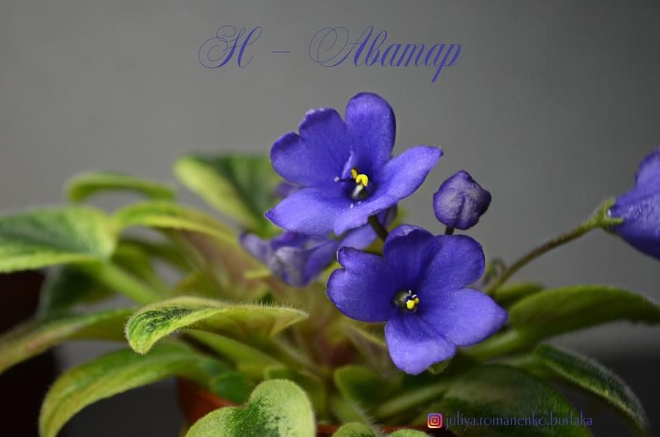 Фиалка полумини Mac's Scorching Sun