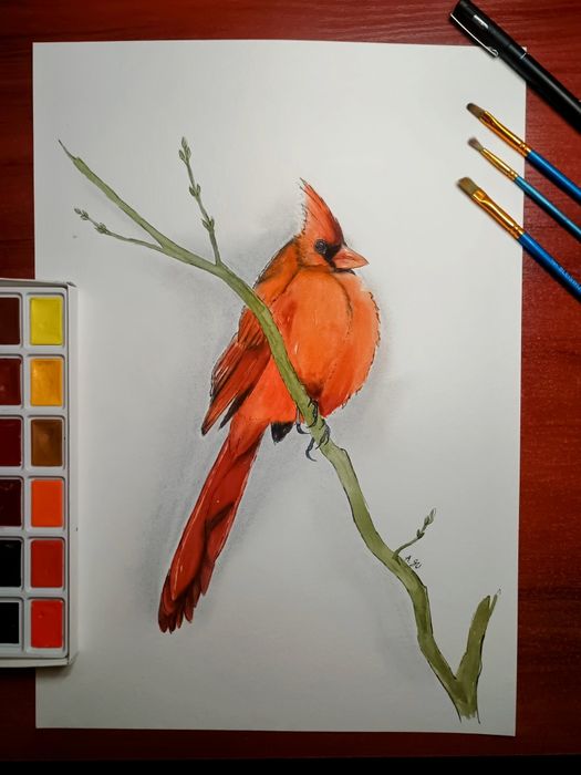 Obraz akwarela ptak kardynał a3