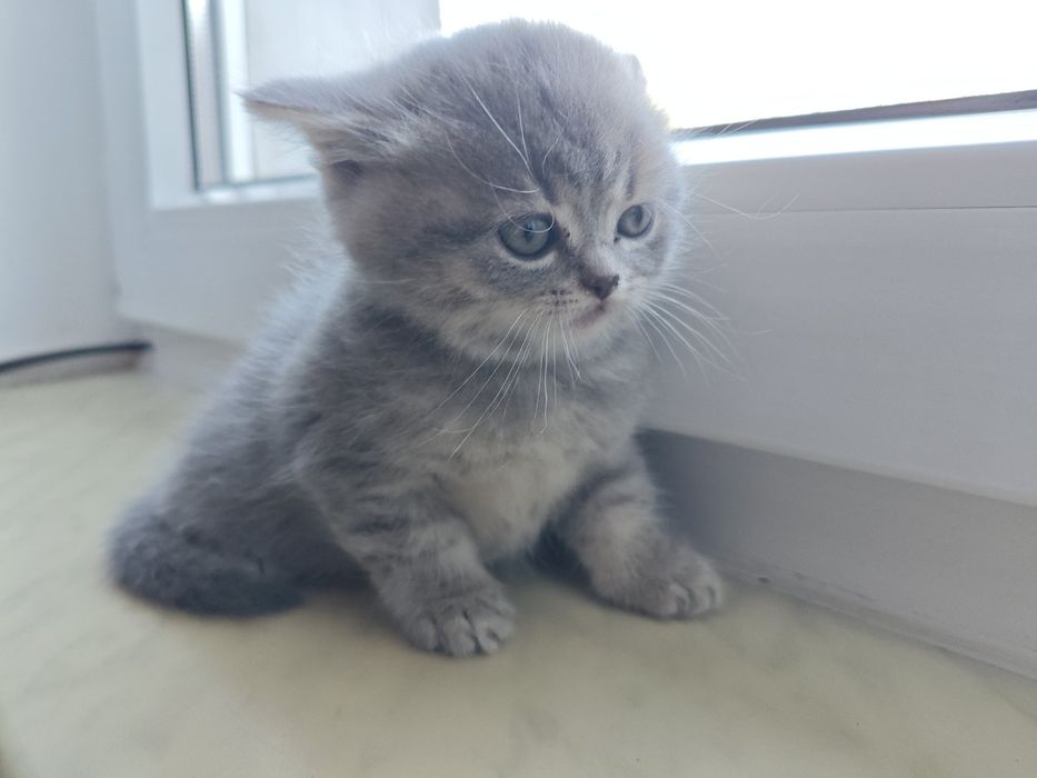 Кошенята шотландські чистокровні