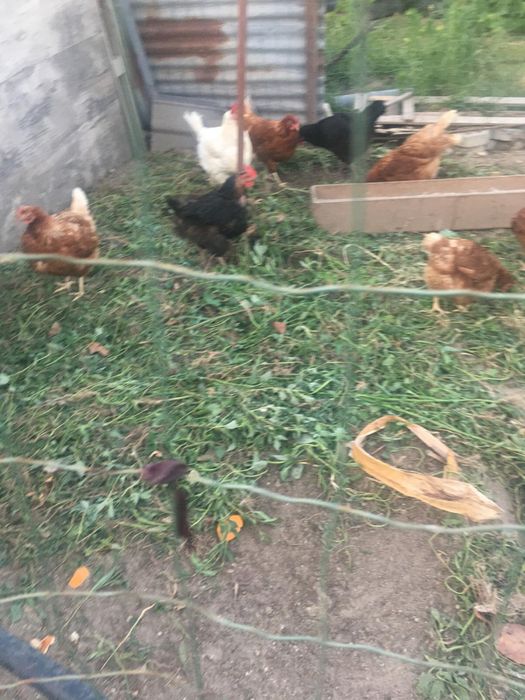 Ovos caseiros de galinhas do campo