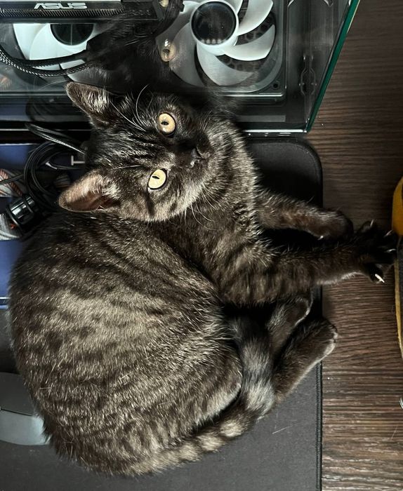 Кошенята шотландські (скотіш-страйт)