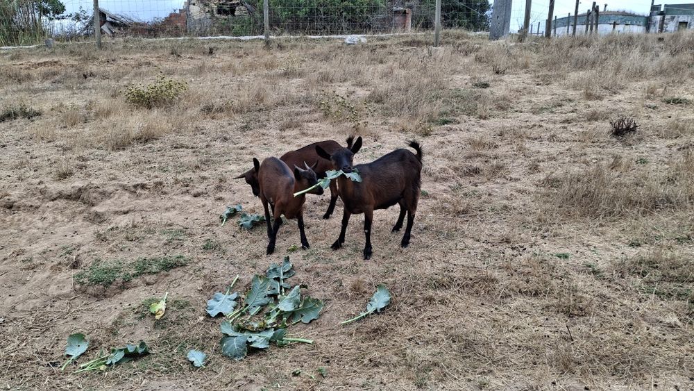 Vendo cabras prenhes