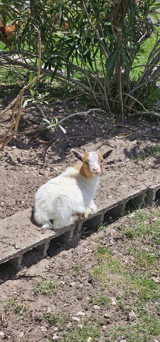Lindas Cabras anãs