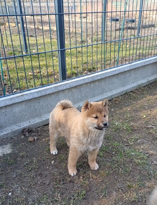 Shiba inu- samiec