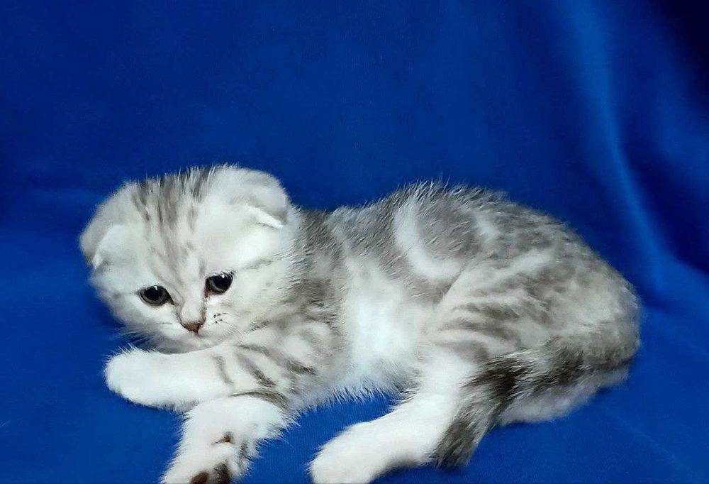 Ніжна дівчинка - шотландська чистокровна "Scottish Fold"