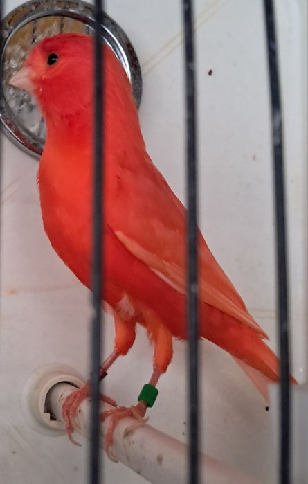 Canário vermelho