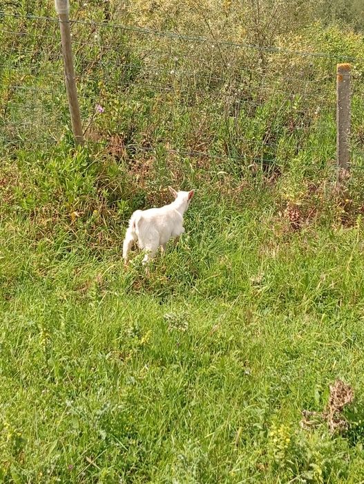 Cabra anã macho 2, 5 meses branco