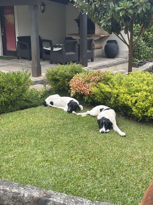 Cães de gado transmontano