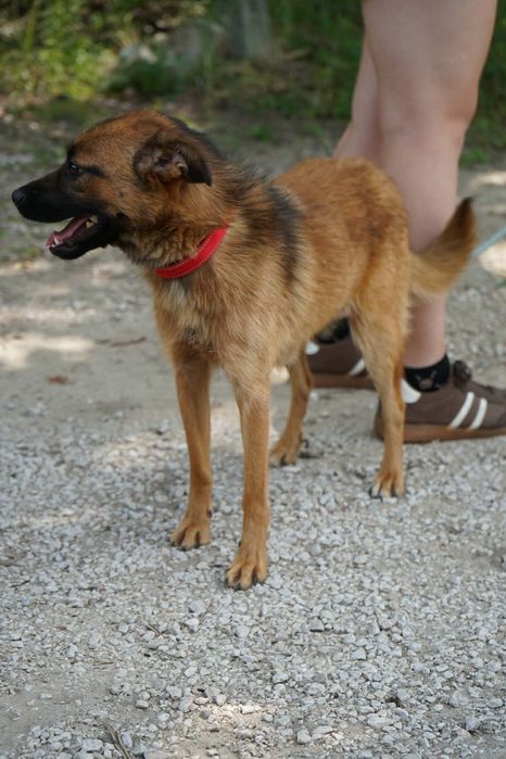 Mała ruda suczka czeka na adopcje