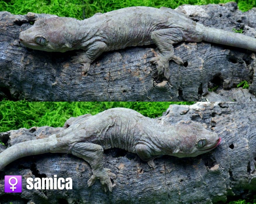 Gekon omszały Mniarogekko chahoua Para samiec samica ML