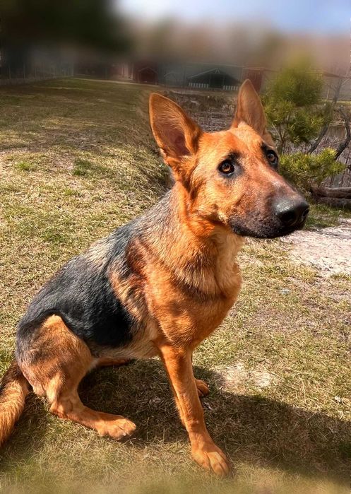 owczarek niemiecki mix Eli w schronisku w lututowie