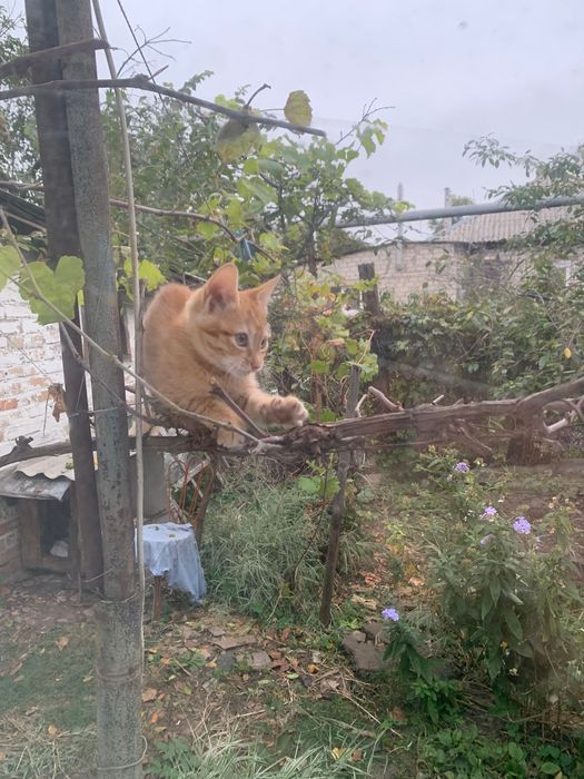 2 котика шукають родину
