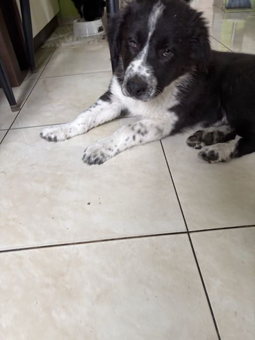 Piesek Border Collie