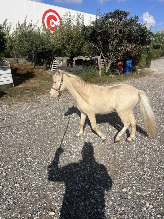 Ponei mini cavalinho fallabela