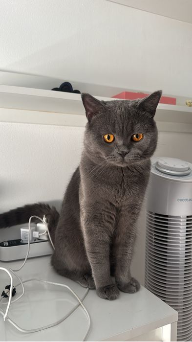 Gata para acasalar - British Shorthair