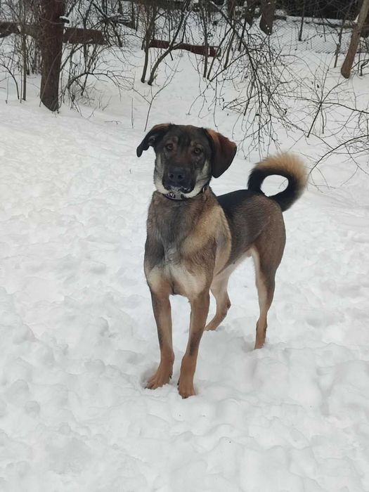 Особливий пес у пошуку дому