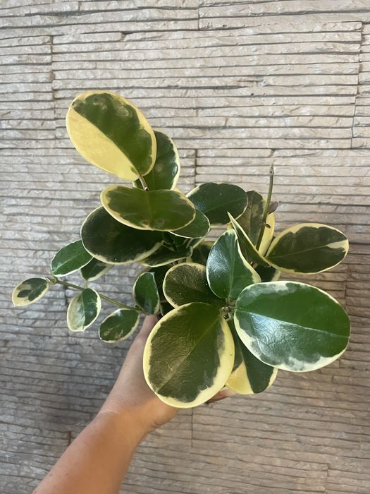 Хойя Blondi, Lisa